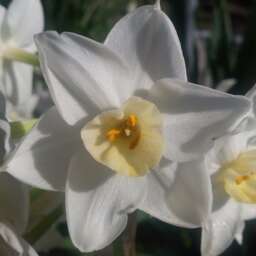 Everyday Buddhism: A Jodo Shinshu Buddhism Podcast