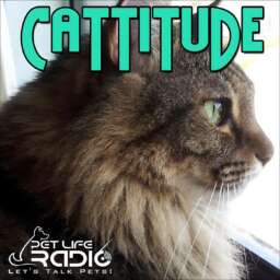 Cattitude – The #1 Cat Podcast