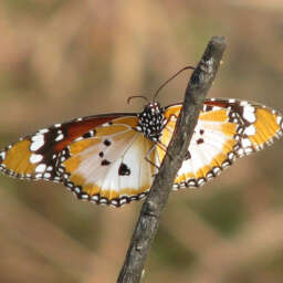 “Kalmomin Rayuwa”, “Bishara”, “Waƙoƙin Linjila” – A Najeriya, Waɗannan Mutanen sun gaskata da Kabilanci ko Musulunci Addinin (Lamba 1 zuwa 30) / “Words of Life”,”Gospel”,”Gospel Songs”-In Nigeria, People Believe in Ethnic or Islam Religion (No. 1 to 30)