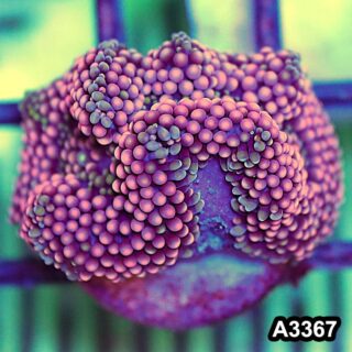 Item#A3367SP3367(S) WYSIWYG Florida Ricordea Ultra Unique Pink Mushroom