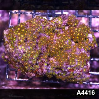 Item#A4416LP4416(M) WYSIWYG Indo Ultra Zoanthid Colony